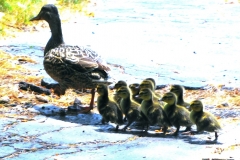 Art Fair Duck Family in Driveway