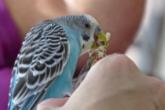 NS Parakeet Blue Eating